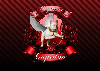 des Caprices de Cupidon - Rejoignez-nous sur facebook !!!!