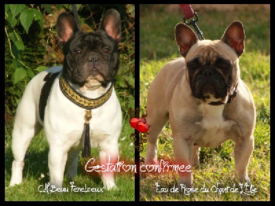 des Caprices de Cupidon - GESTATION CONFIRMEE !!!