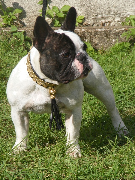 San-susi super (Sans Affixe)