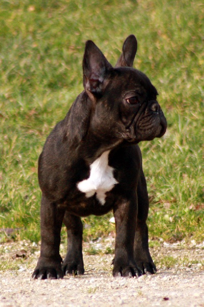 French cancan des Caprices de Cupidon