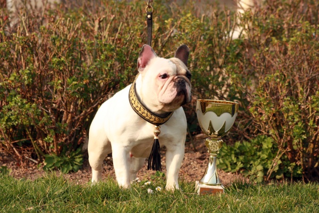 CH. Douce folie des Caprices de Cupidon