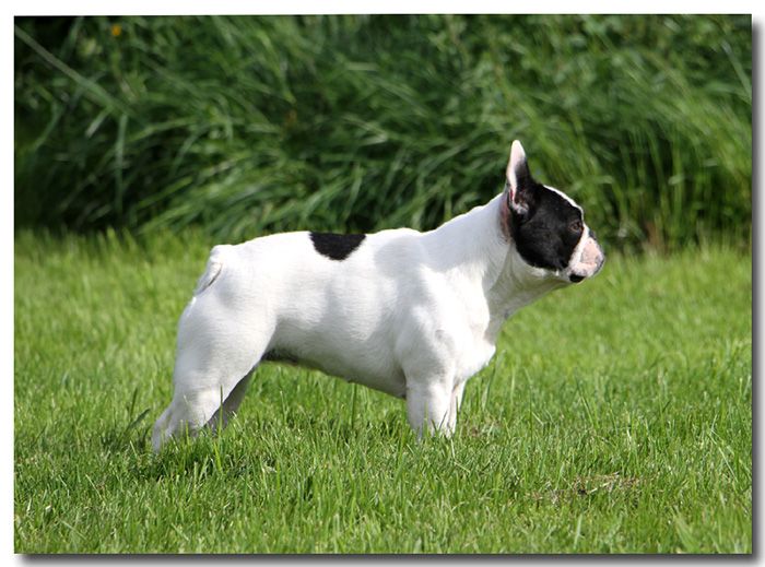 Hélégante-demoiselle des Caprices de Cupidon