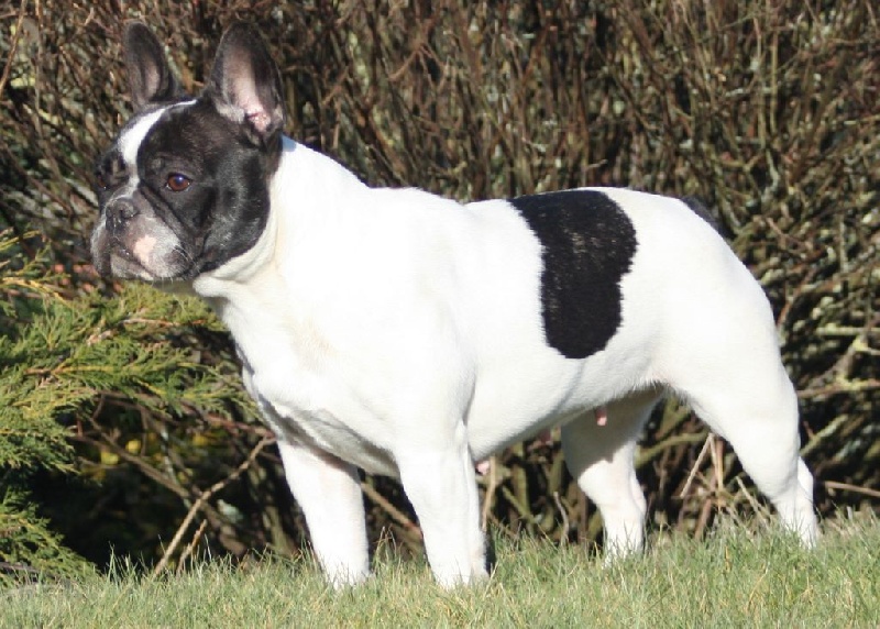 H'etincelle d'amour (ne vit plus à l élevage) des Caprices de Cupidon