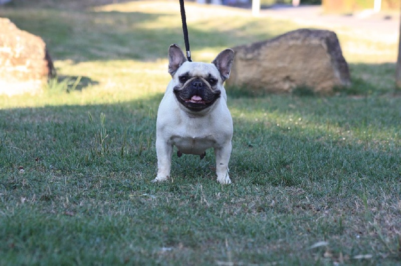 Insolente beaute des Caprices de Cupidon