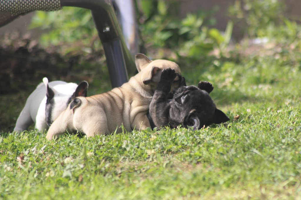 Encore plus de photos de nos chiots