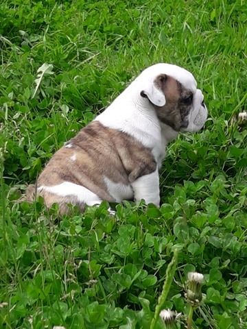 des Caprices de Cupidon - Chiots disponibles - Bulldog Anglais