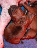 CHIOT