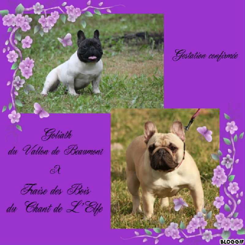 des Caprices de Cupidon - Bouledogue français - Portée née le 02/07/2013
